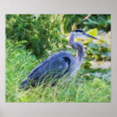 Buscar garzas grises posters Pájaros