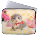 Buscar munchkin Gatito del munchkin