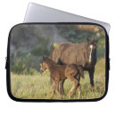 Buscar caballos nacionales Naturaleza