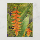 Buscar heliconia postales Tropical