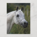 Buscar caballo árabe postales Cabeza