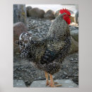 Buscar gallo y gallina posters Para ella