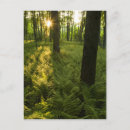 Buscar bosques postales Rural