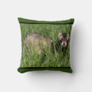 Buscar hurón cojines Animales lindos