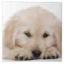 Buscar golden retriever azulejos Animal