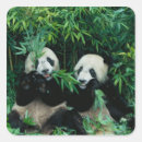 Buscar bambú pegatinas Panda
