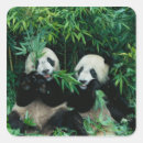 Buscar bambú pegatinas Panda