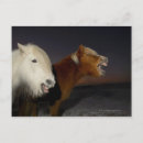 Buscar imágenes de caballos postales Fotografía de caballo