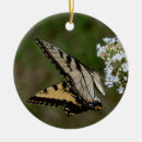 Buscar mariposa amarilla adornos Naturaleza
