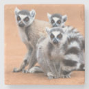 Buscar lemur posavasos Vida silvestre