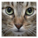 Buscar imágenes de gatos posters Fotografía