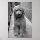 Buscar raza mixta posters Animal