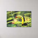 Buscar toucan lienzos Pájaro