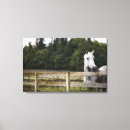 Buscar caballos lienzos Vaquero