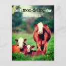 Buscar vacas divertidas postales Animal