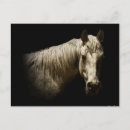 Buscar caballo blanco y negro postales Caballos
