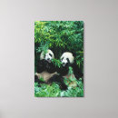 Buscar panda arte 1 ª fauna