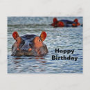 Buscar hippo postales Hipopótamo
