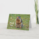 Buscar mamíferos tarjetas Vida silvestre