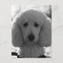 Buscar caniche postales Retrato
