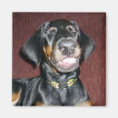 Buscar pinscher del doberman imanes Animal