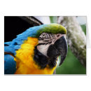 Buscar loro azul tarjetas Animales