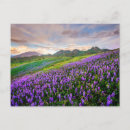 Buscar flores silvestres postales Montaña