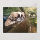 Buscar pekingese postales Lindo animal bebé