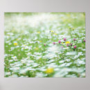 Buscar sombras del rosa posters Blanco