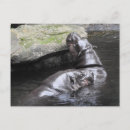 Buscar hipopótamo postales Hippo pigmeo