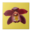 Buscar orquídeas azulejos Para todos