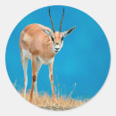 Buscar gazelle pegatinas Fauna