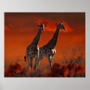 Buscar cabo posters Africano