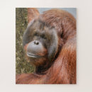 Buscar orangutanes puzzles Animales