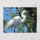 Buscar egret blanco General y unisex