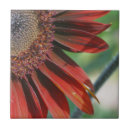 Buscar girasoles azulejos Para ella