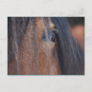 Buscar borrador postales Caballos