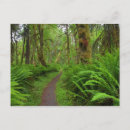 Buscar musgo postales Naturaleza