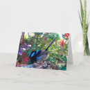 Buscar wren de hadas Para todos