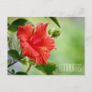 Buscar hibiscus postales Hibisco