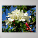 Buscar belleza posters Floraciones