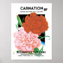 Buscar claveles posters Jardinería