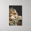 Buscar gato de tabby lienzos Animal