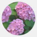 Buscar hortensia pegatinas Floral