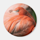 Buscar flamingo imanes Fotografía