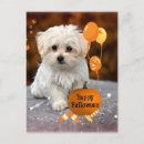 Buscar halloween lindo postales Truco o trato