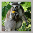 Buscar lemur posters Primate