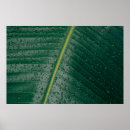 Buscar gotas de lluvia posters Naturaleza