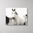 Buscar caballo negro lienzos Caballos