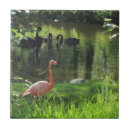 Buscar pájaro de la florida azulejos Flamingo
